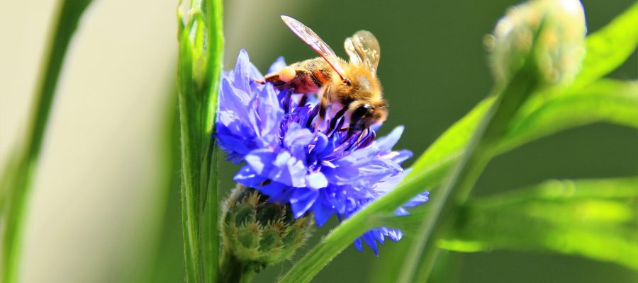 Wir unterstützen mit unseren Produkten den Erhalt des Lebensraums für Bienen.