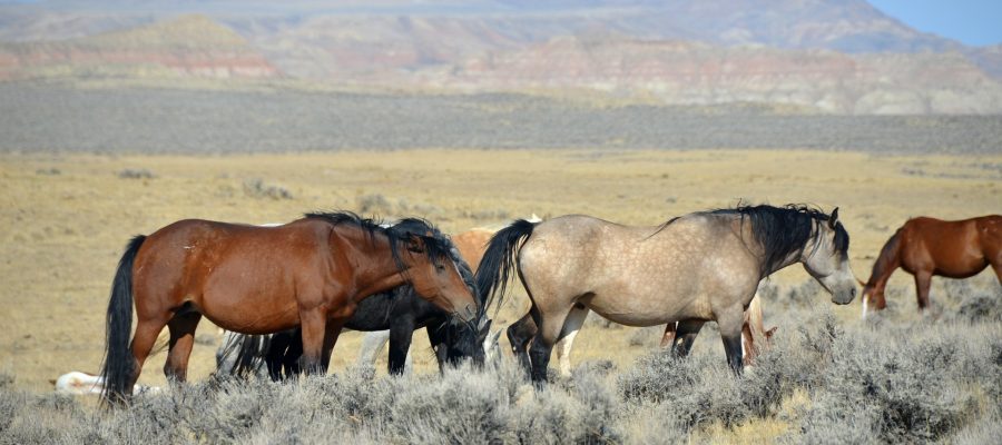 Die freilebenden Mustangs in ihrer natürlichen Umgebung.